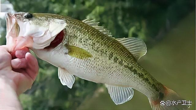 龍魚(yú)爛鰓 龍魚(yú)爛鰓 龍魚(yú)百科 第11張