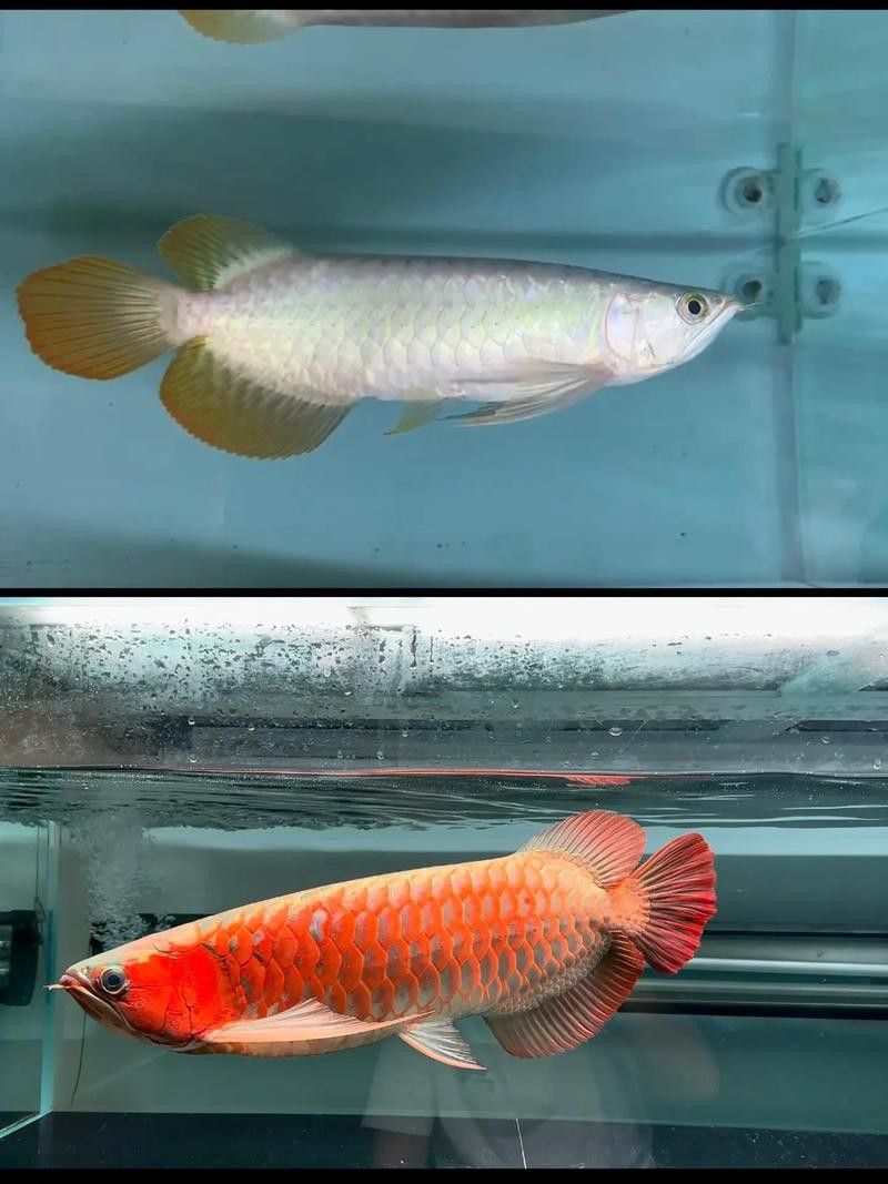 紅龍魚和金龍魚的特征一樣嗎圖片