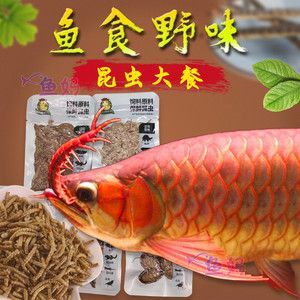 20厘米龍魚喂多少魚食好（20厘米左右的龍魚喂什么比較合適） 20厘米龍魚喂多少魚食好（20厘米左右的龍魚喂什么比較合適） 龍魚百科 第2張