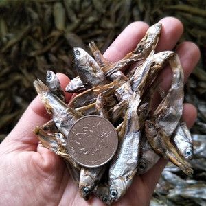 20厘米龍魚喂多少魚食好（20厘米左右的龍魚喂什么比較合適） 20厘米龍魚喂多少魚食好（20厘米左右的龍魚喂什么比較合適） 龍魚百科 第3張
