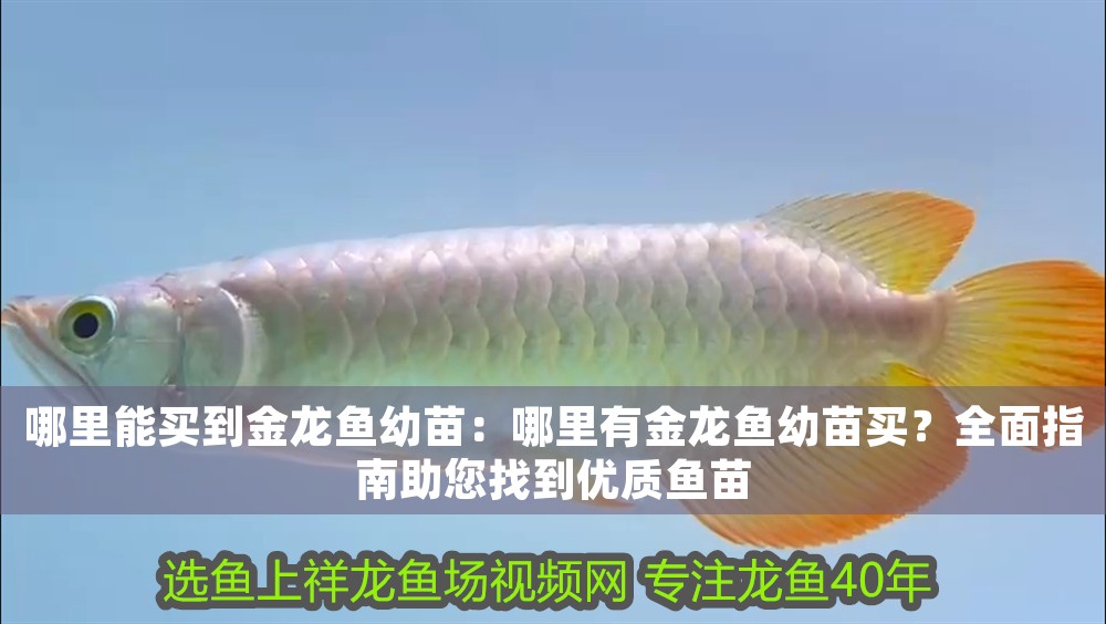 哪里能買到金龍魚幼苗：哪里有金龍魚幼苗買？全面指南助您找到優質魚苗
