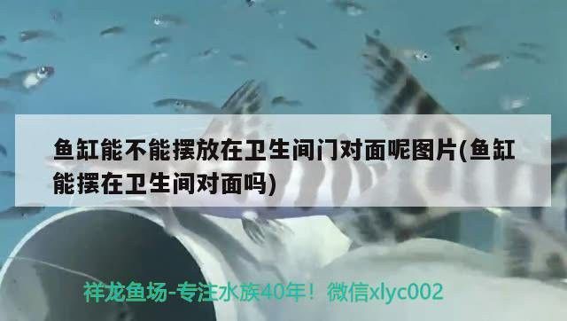 恐龍魚能不能吃蝦皮和蝦皮
