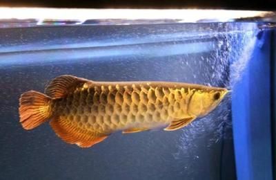龍魚死了有什么說法嗎？：風水學中龍魚的死亡可以預示著以下幾個方面