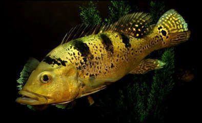 龍魚有幾種做法：清蒸龍魚,酸甜番茄龍魚,香煎黑椒龍魚的煎炸類做法