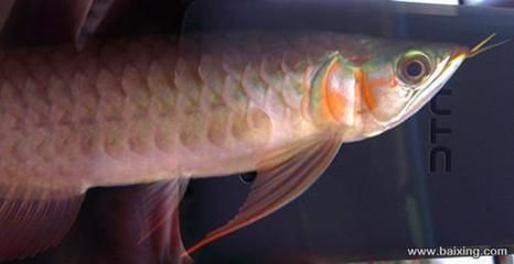 三條龍魚：三條龍魚可以混養嗎？