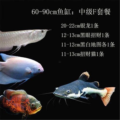 龍魚紅眼還是黑眼好養(yǎng)