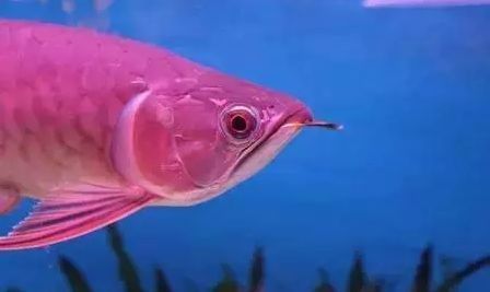 龍魚紅眼還是黑眼好養(yǎng)