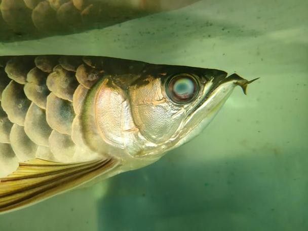 龍魚蒙眼嚴重照片