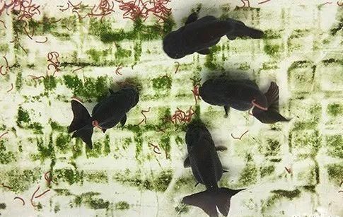 金龍魚怎么才能發色好看（何維護金龍魚發色）