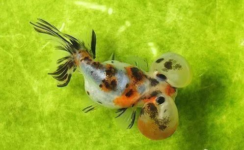 金龍魚怎么才能發色好看（何維護金龍魚發色）