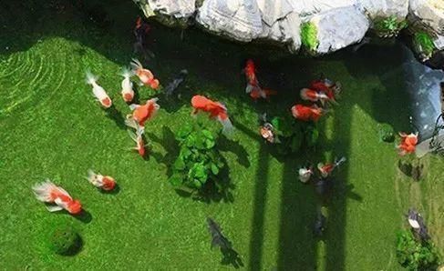 金龍魚怎么才能發色好看（何維護金龍魚發色）