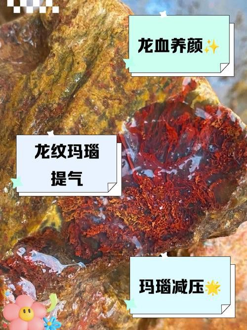 如何鑒別赤血金龍的真偽？
