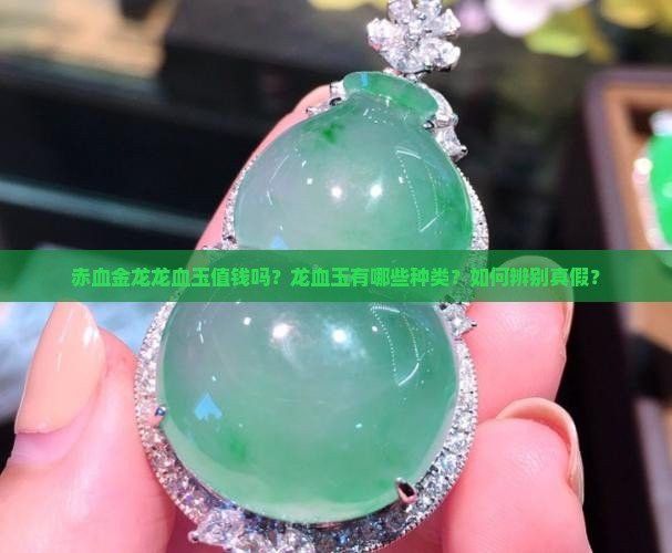 如何鑒別赤血金龍的真偽？