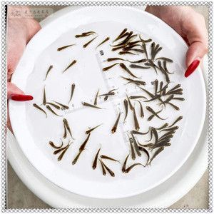 銀龍魚苗飼料品牌對比評測：知名銀龍魚苗飼料品牌對比評測