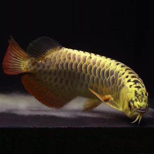 金龍魚高背和過背哪個好看些：金龍魚高背和過背哪個好看
