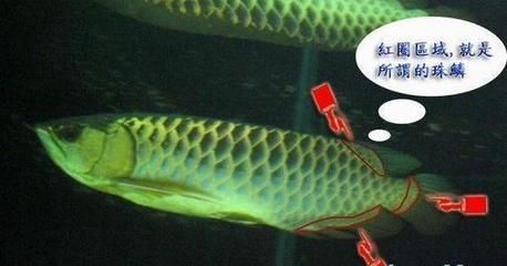 龍魚(yú)珠鱗何時(shí)開(kāi)始亮化（不同品種的龍魚(yú)珠鱗亮化的開(kāi)始時(shí)間和表現(xiàn)有所不同）