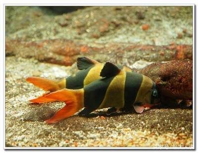 三間鼠與飛鳳魚(yú)那個(gè)和金龍魚(yú)混養(yǎng)好（三間鼠和飛鳳魚(yú)適合與金龍魚(yú)混養(yǎng)嗎？）