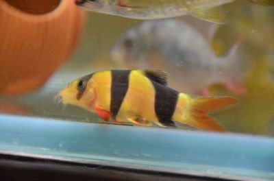 三間鼠與飛鳳魚(yú)那個(gè)和金龍魚(yú)混養(yǎng)好（三間鼠和飛鳳魚(yú)適合與金龍魚(yú)混養(yǎng)嗎？）