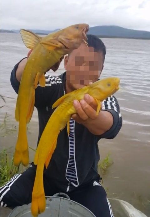 黃龍魚大概多少錢一斤啊視頻