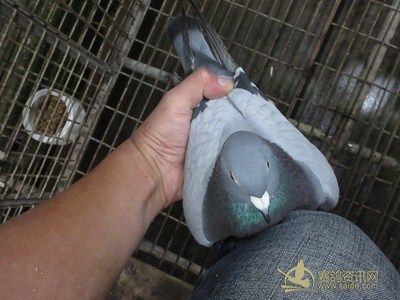 廣東金龍魚賽鴿王寶玉（廣東金龍魚賽鴿王寶玉的生平事跡與成就）