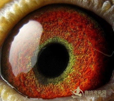 廣東金龍魚賽鴿王寶玉（廣東金龍魚賽鴿王寶玉的生平事跡與成就）