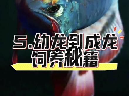 怎樣養好龍魚視頻解說文案