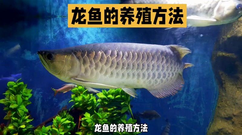 怎樣養好龍魚視頻解說文案