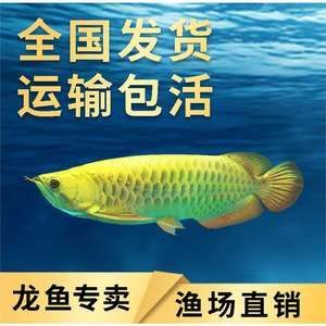 龍魚長途運輸到家需要注意什么：龍魚長途運輸到家需要注意什么，