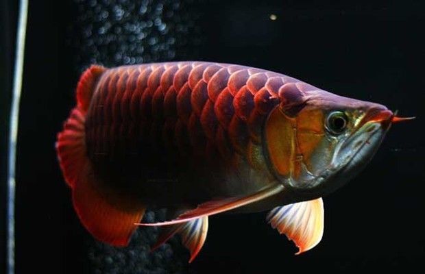 紅龍魚用黑色背景還是白色背景好（養紅龍魚時背景顏色的選擇是一個需要注意的細節）