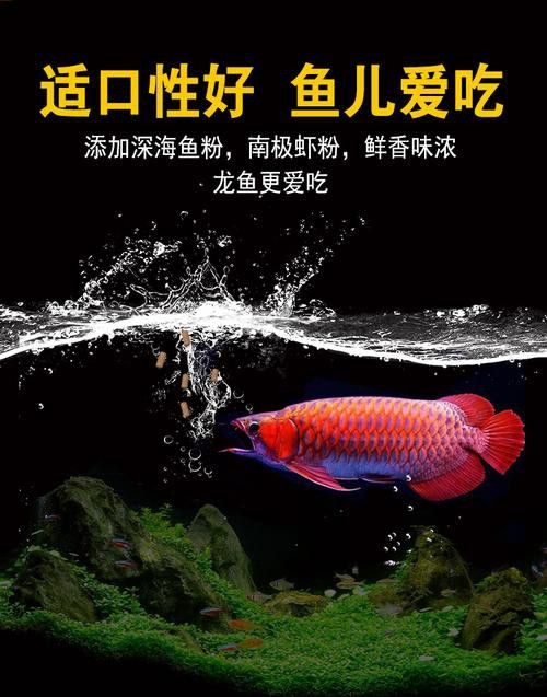 紅銀龍魚圖片大全大圖欣賞