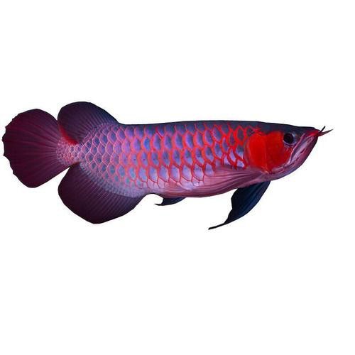 紅銀龍魚圖片大全大圖欣賞