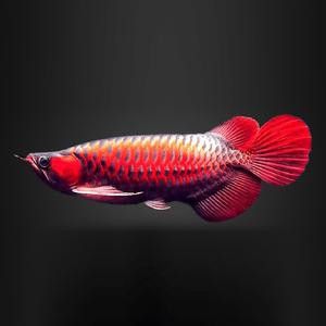 紅銀龍魚圖片大全大圖欣賞