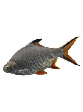 紅銀龍魚圖片大全大圖欣賞