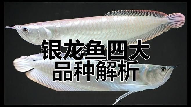 紅銀龍魚圖片大全大圖欣賞