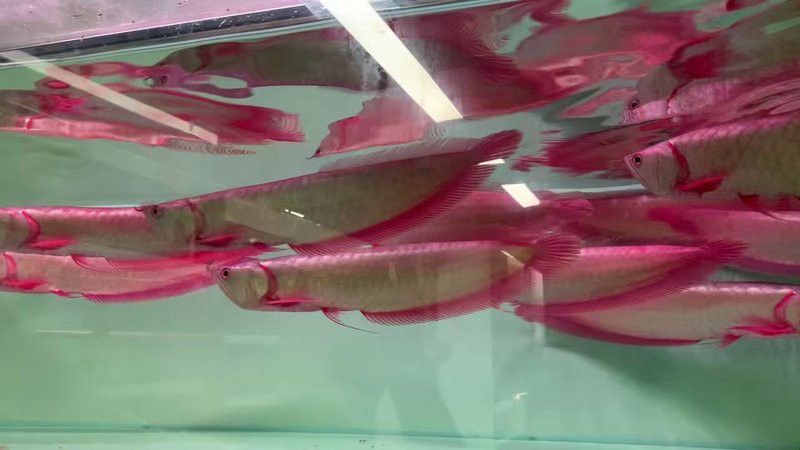 紅銀龍魚圖片大全大圖欣賞