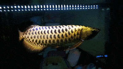 龍魚背上鱗片有白色點狀：龍魚背上鱗片出現白色點狀