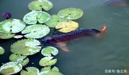 龍魚單養與混養對防止掉眼的影響（單養龍魚可以避免因不同魚類之間的領地爭斗引起的問題）
