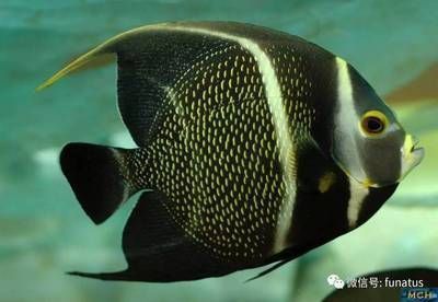 龍魚爬背技巧：如何提高龍魚的爬背能力