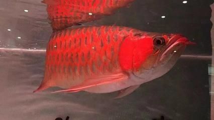 龍魚爬背技巧：如何提高龍魚的爬背能力