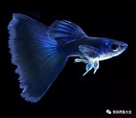 孔雀龍魚品種大全圖鑒（孔雀龍魚養(yǎng)護(hù)技巧分享孔雀龍魚混養(yǎng)指南，孔雀龍魚品種起源探究）