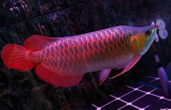 紅龍魚雌雄的怎么分辨：紅龍魚幼魚時期需要注意的是這些特征在紅龍魚時期可能不明顯