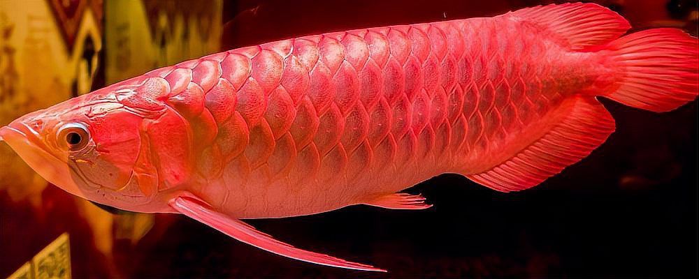 正大漁場紅龍魚如何養(yǎng)護？