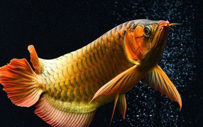 龍魚越大越好養(yǎng)：關(guān)于龍魚飼養(yǎng)的一些建議