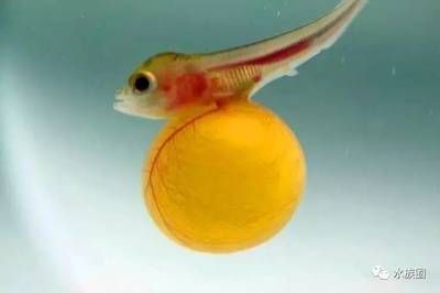 龍魚孵小魚：龍魚孵小魚的繁殖過程是一個復(fù)雜且需要特定條件的過程