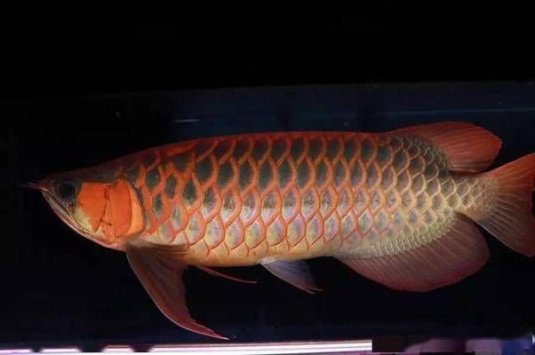 龍魚什么缸養最合適的：龍魚的飼養與飼養注意事項
