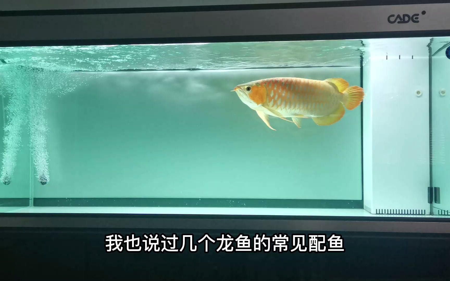 有哪些龍魚混養(yǎng)案例