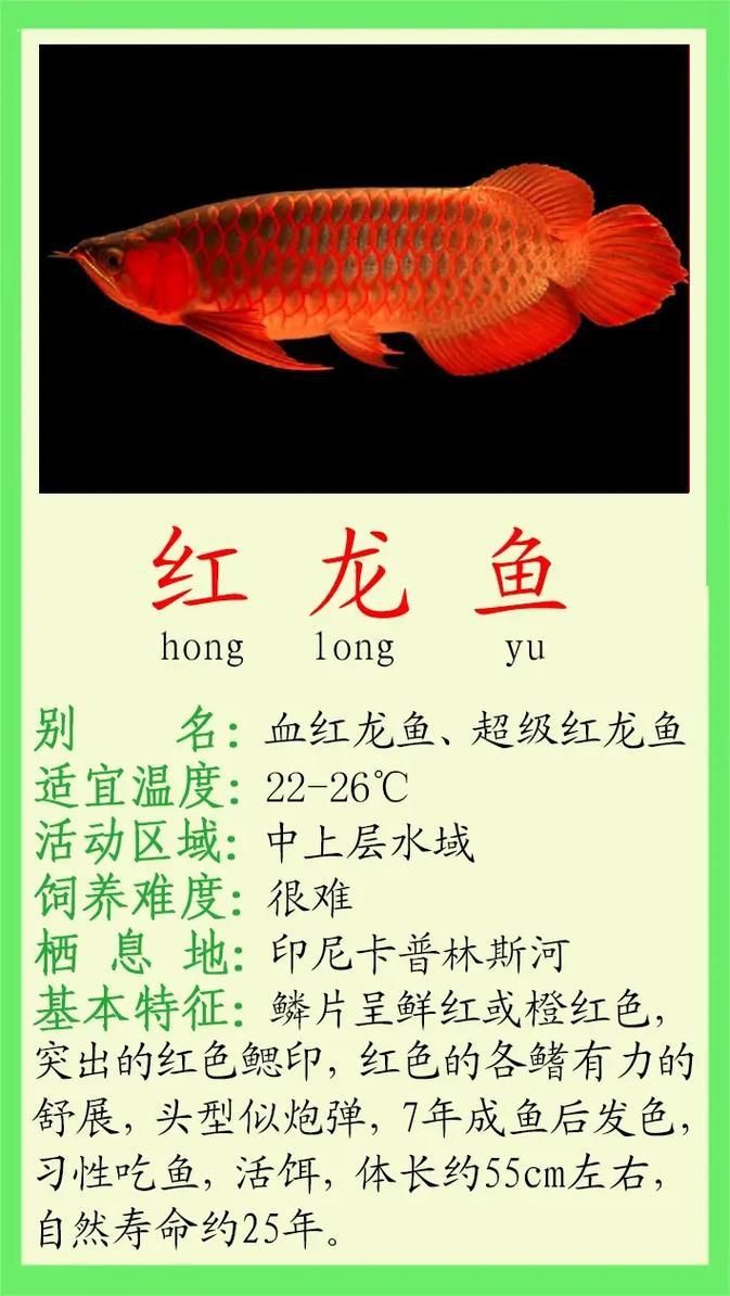 紅龍魚品牌大全圖