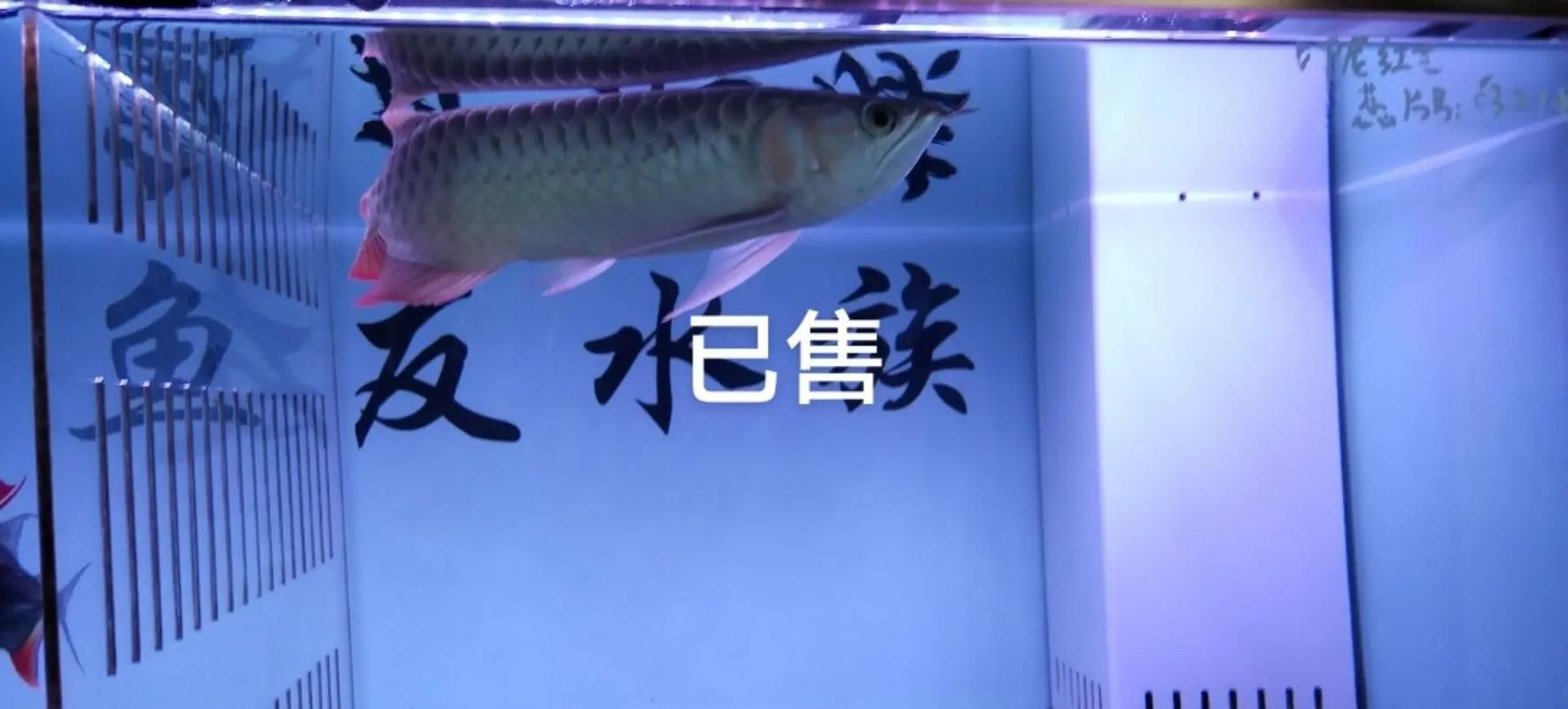 紅龍魚品牌大全圖