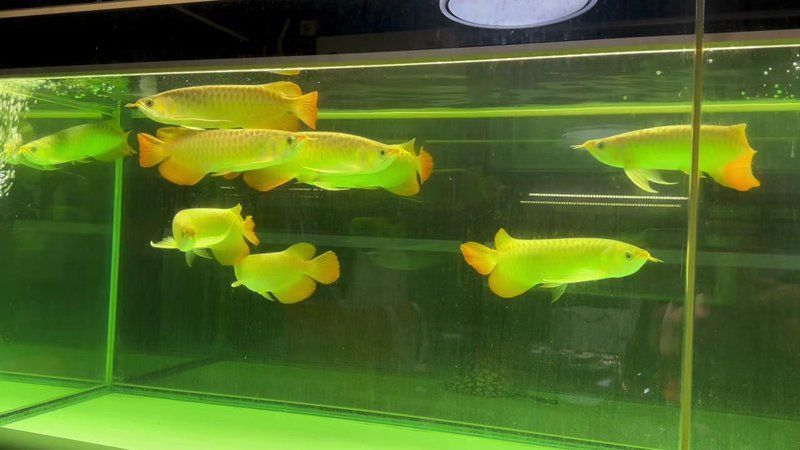 紅龍魚品牌大全圖