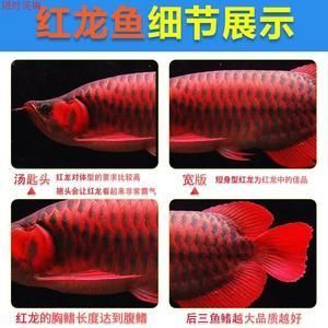 紅龍魚幼苗和金龍魚幼苗區(qū)別（紅龍魚幼苗和金龍魚幼苗在多個(gè)方面存在顯著的區(qū)別）